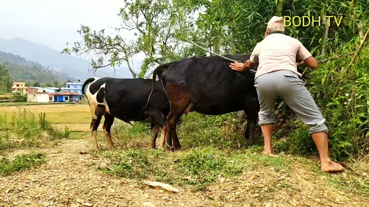 BULL AND COW sex power Full Bull Mating Mates Cow Cattle first Time  successfully