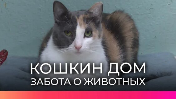 Новгородские волонтеры посетили приют для животных «Кошкин дом» — Видео от Новгородс…