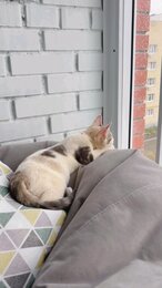 Отдам котят в добрые руки. Ярославль. 😺