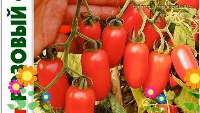 Томат Розовый фламинго. Краткий обзор, описание характеристик solanum ...