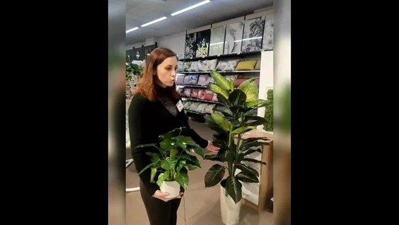 Озеленение пространства — Видео от Интерьерный гипермаркет Уютта Киров