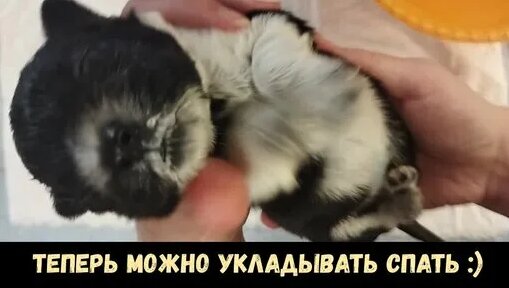 Видео от ЗооЯсли — Видео от ЗооЯсли