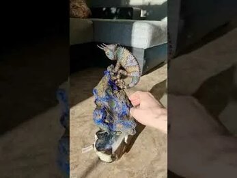 Большой дорогой хамелеон из серебра