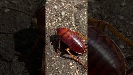 Large American cockroach. #cockroach