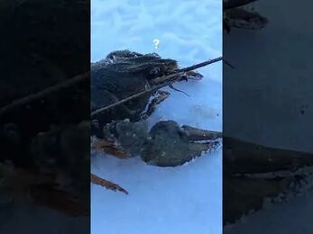 Поймал рака и отпустил