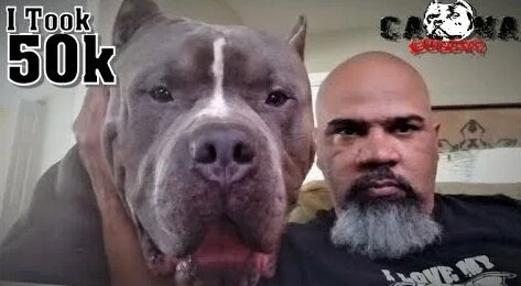 pitbull american bully: 1 bin video Yandex'te bulundu
