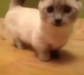 yoda munchkin cat gif