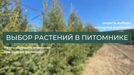 СЕКРЕТЫ ВЫБОРА РАСТЕНИЙ В ПИТОМНИКЕ