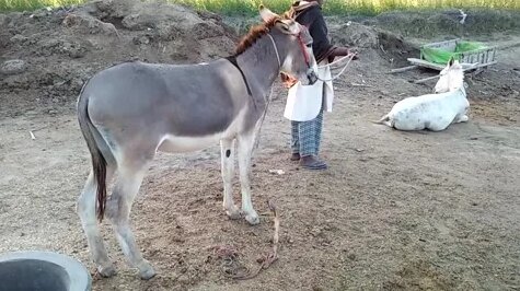 Kuyov va qaynona ortasidagi porno jinsiy aloqa