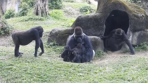 Интернеттегі порно