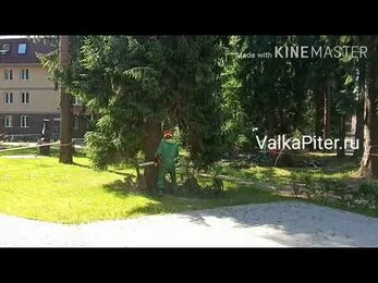 30 метровая ель легла как надо. Рядом дома, машины, детская площадка. Валка деревьев во Всеволожске.