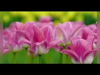 Медитация "Тело-цветок"
