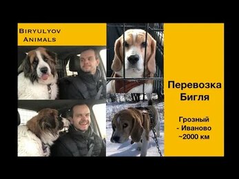 Перевозки животных: Бигль и Брайан. Грозный - Иваново