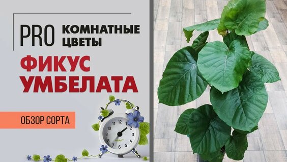 Фикус Умбеллата - редкое растение для дома | Обзор фикуса с огромными листьями — Видео от Закоренелы...