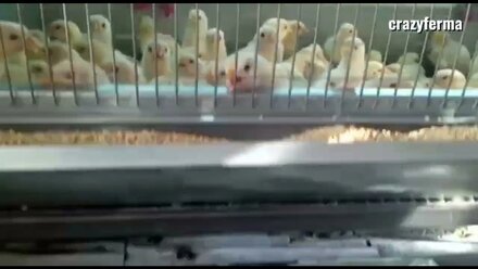 🐥Сколько поместится птенцов в брудере 95 серии?