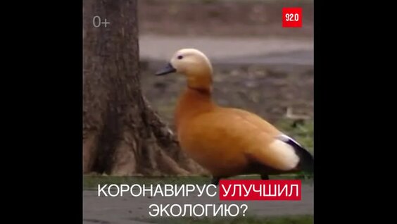 Введение режима самоизоляции улучшило экологическую обстановку в Москве - Москва FM — Видео ...