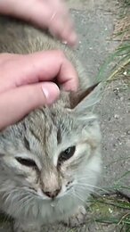 Милые уличные КОШКИ в Бисерово