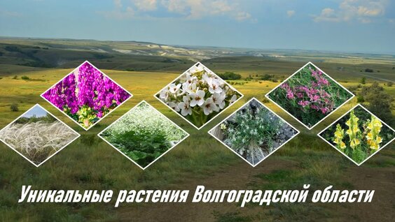 Уникальные растения Волгоградской области. — Видео от Себряковский филиал ВолгГТУ