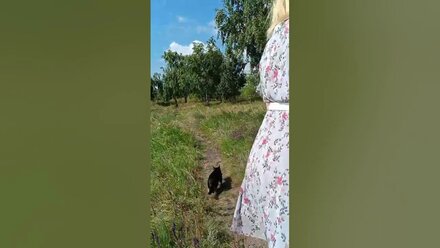 Кот ДАО