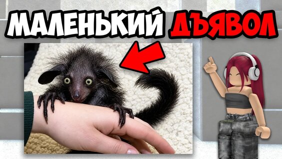 Самые Странные Животные В МИРЕ (2 часть) — Видео от Алиша