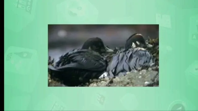 Қоңыр шашты қыздардың суреттері