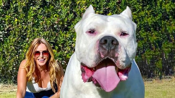 PITBULL VS DOGO ARGENTINO - Who is more powerful? 