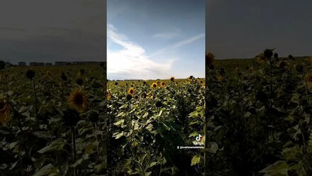 Подсолнухи на севере. чудо))