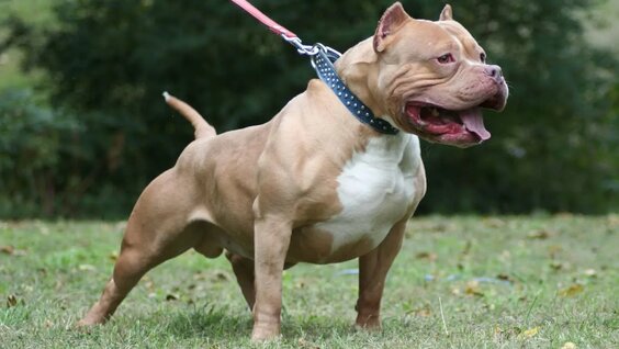 PITBULL VS DOGO ARGENTINO - Who is more powerful? 