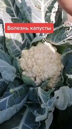 Испорченная капуста. На выброс.