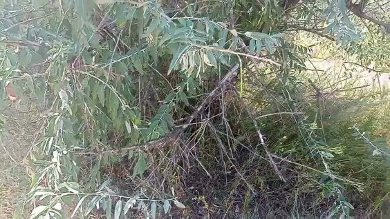 Аяқтарын жалады жеке орыс