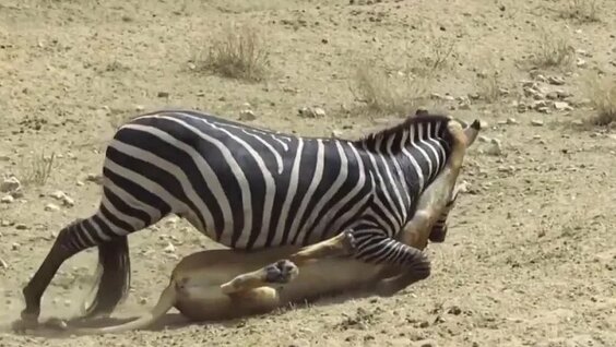 Ерлердің жалаңаш сиқы