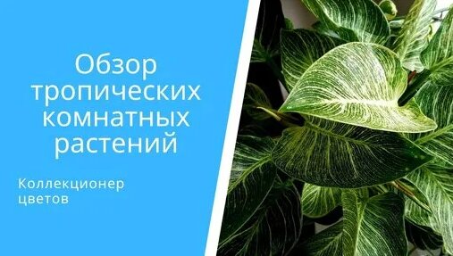 10 тропических растений — Видео от СЕВЕРОМОРСКИЕ ЦВЕТЫ