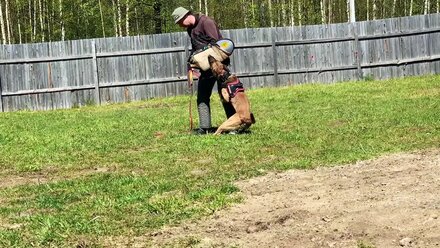 CRAZY MALINOIS