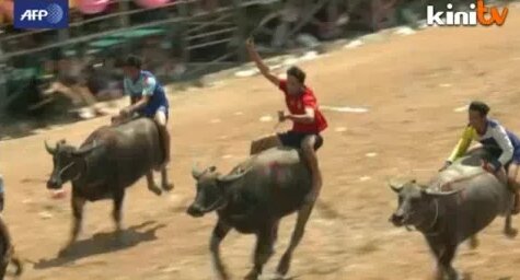 Thai buffalo farmers swap paddy fields for race track - Yandex Video ...