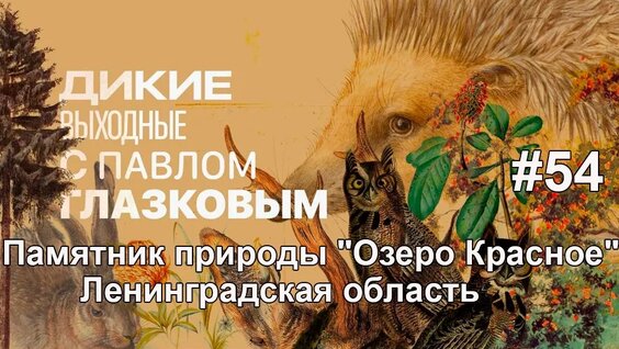 Памятник природы "Озеро Красное". Ленинградская область. — Видео от Каждой т...