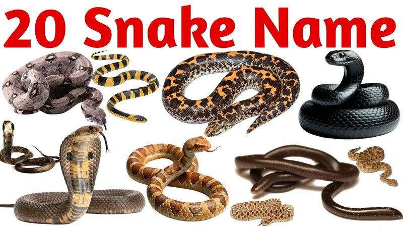 20 Amazing Snake Names for Kids | Colorful Snake Learning Video | Fun ...