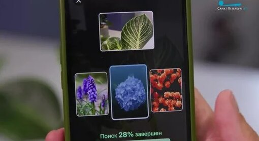 Болезни комнатных цветов: как помочь растению — Видео от «Утро в Петербурге». Телеканал «Санкт-Петер...