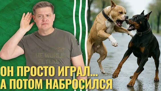 Агрессия у собак к другим собакам — случайность или ваша вина? — Видео от УмныйХвос...