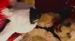 Furry Yaoi 