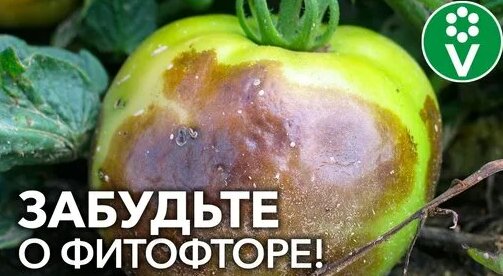 КАК Я ИЗБАВИЛСЯ ОТ ФИТОФТОРЫ ТОМАТОВ РАЗ И НАВСЕГДА! — Видео от Процветок