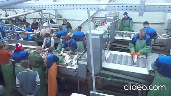 Видео от Рыбообработка.Вахта север - КС РаботаБийск.ру — Видео от Рыбообработка.Вахта ...