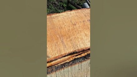 Береза шириной 60+см