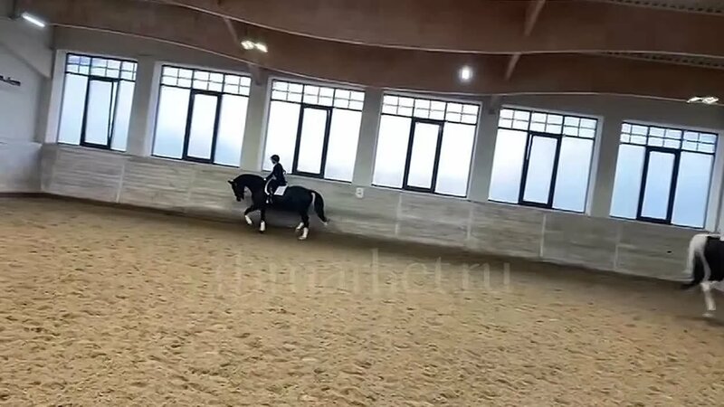 Видео от Russian horse market — Видео от Russian horse market - Yandex ...