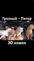 Перевозки животных: кошки. Грозный - Ленинградская область