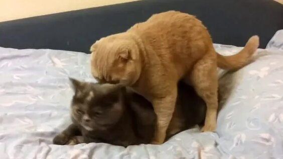 Желіде күйген жас әйелмен жыныстық қатынас