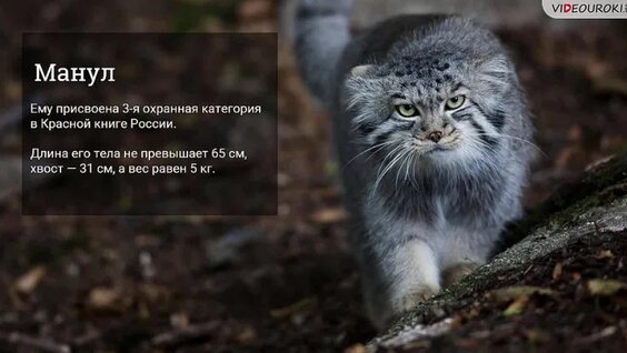 Красная книга России — Видео от Видеоуроки в интернет