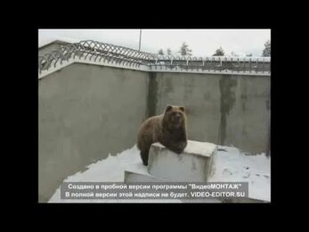 Зоопарк Тюмень Винзили 2016 \ zoo in the city of Tyumen