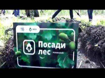 Евросиб посадил 1000 хвойных деревьев