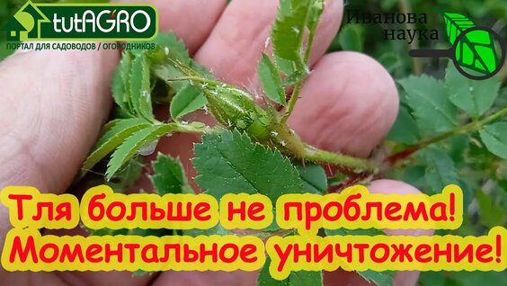 Дешевое и безопасное средство для уничтожения тлей и клещей. — Видео от Семена почтой | Советы | Сад...