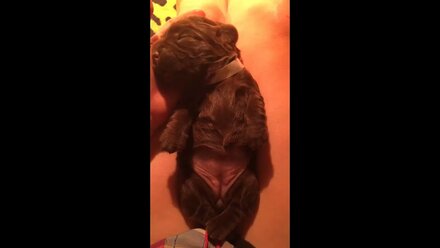 Puppy Sussex spaniel.